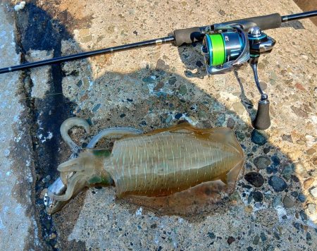 アオリイカ大きくなってきました！